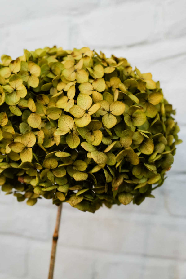 Preserved and everlasting Hydrangea Olive