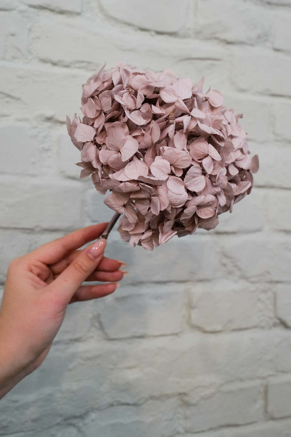 Preserved and everlasting Hydrangea Grey