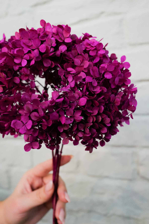 Preserved and everlasting Hydrangea Berry